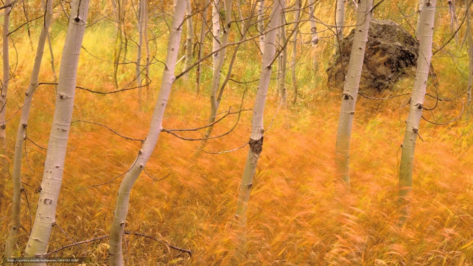 Autumn forest with aspen trees
