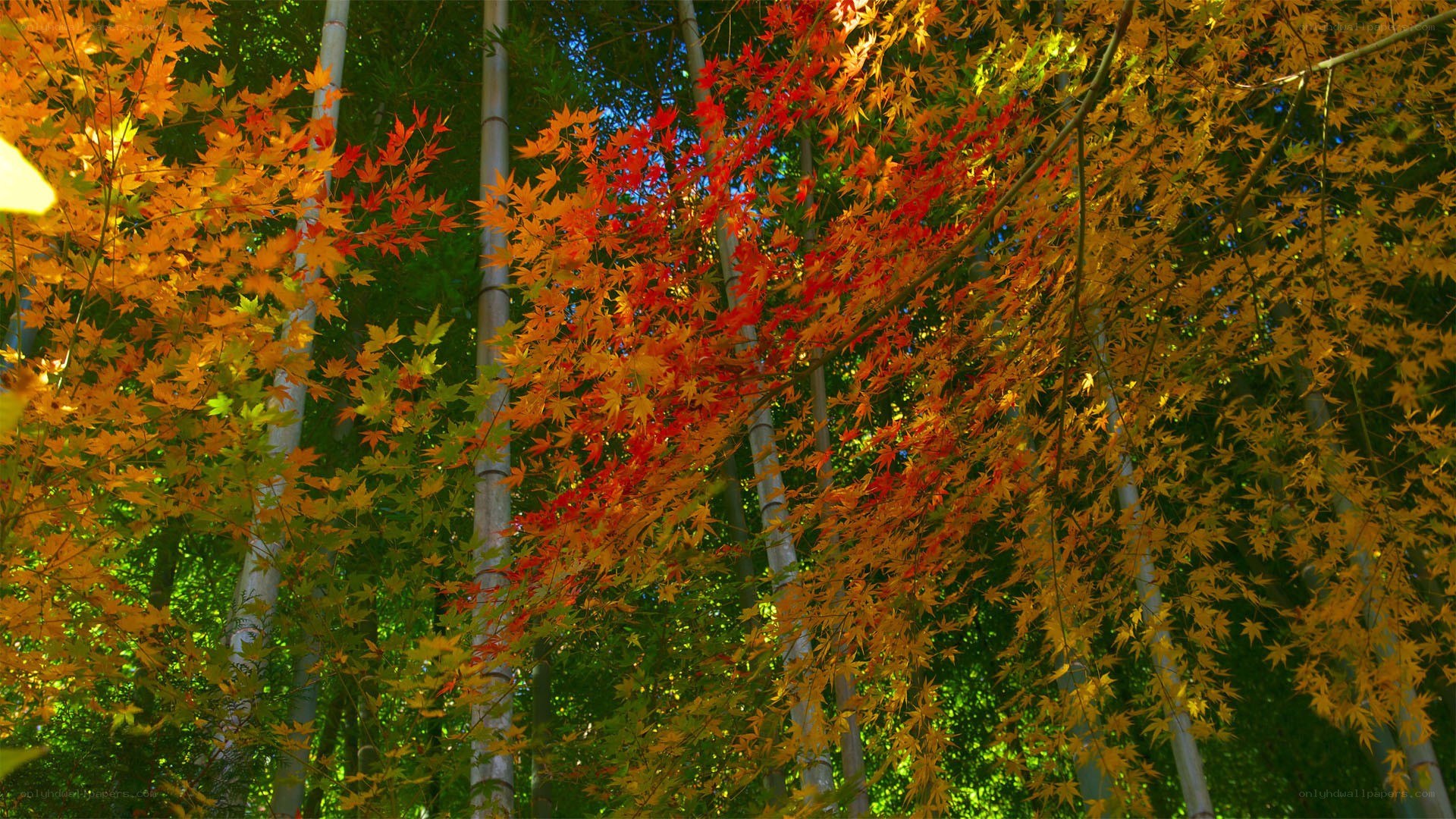 Autumn forest with bamboo
