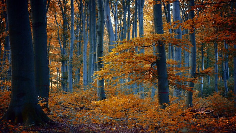Autumn Forest with Beech Trees — Orange, Serene