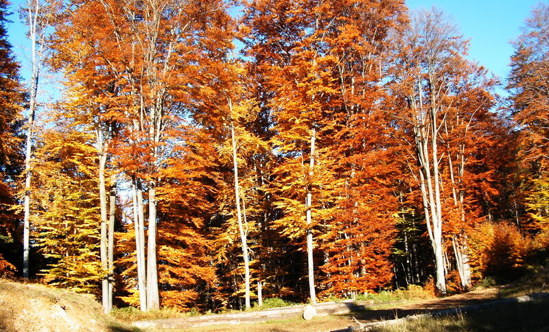 Autumn Forest with Beech Trees — Orange