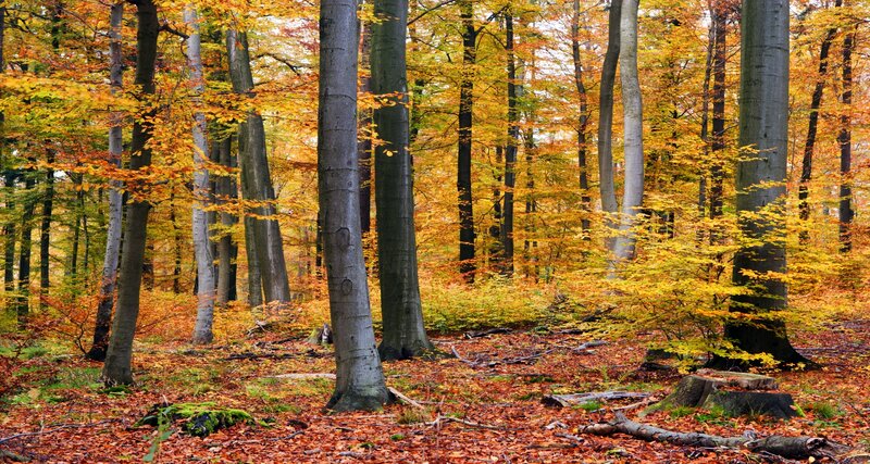 Autumn Forest with Beech Trees — Yellow, Serene