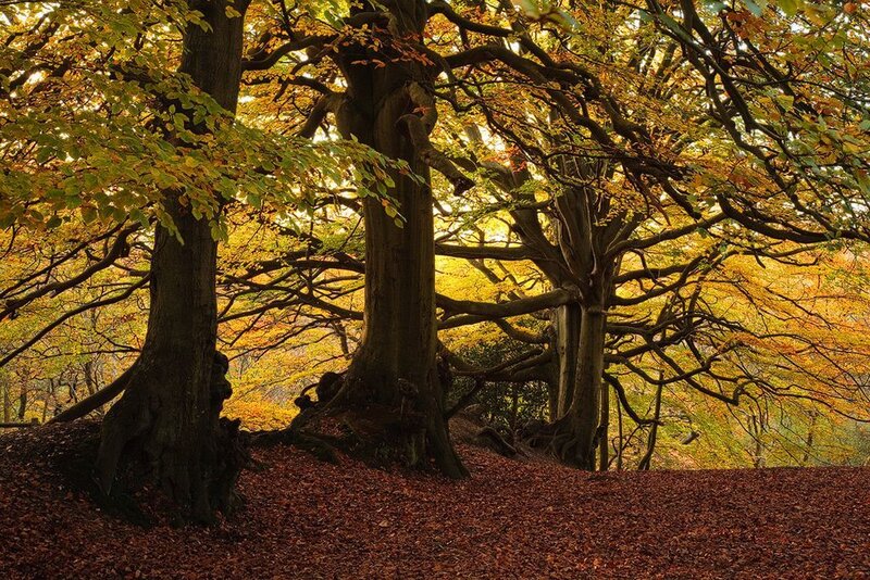Autumn Forest with Beech Trees — Yellow