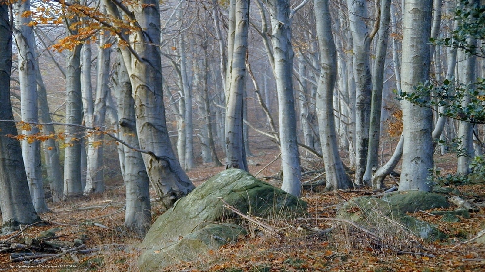 Autumn forest with beech trees