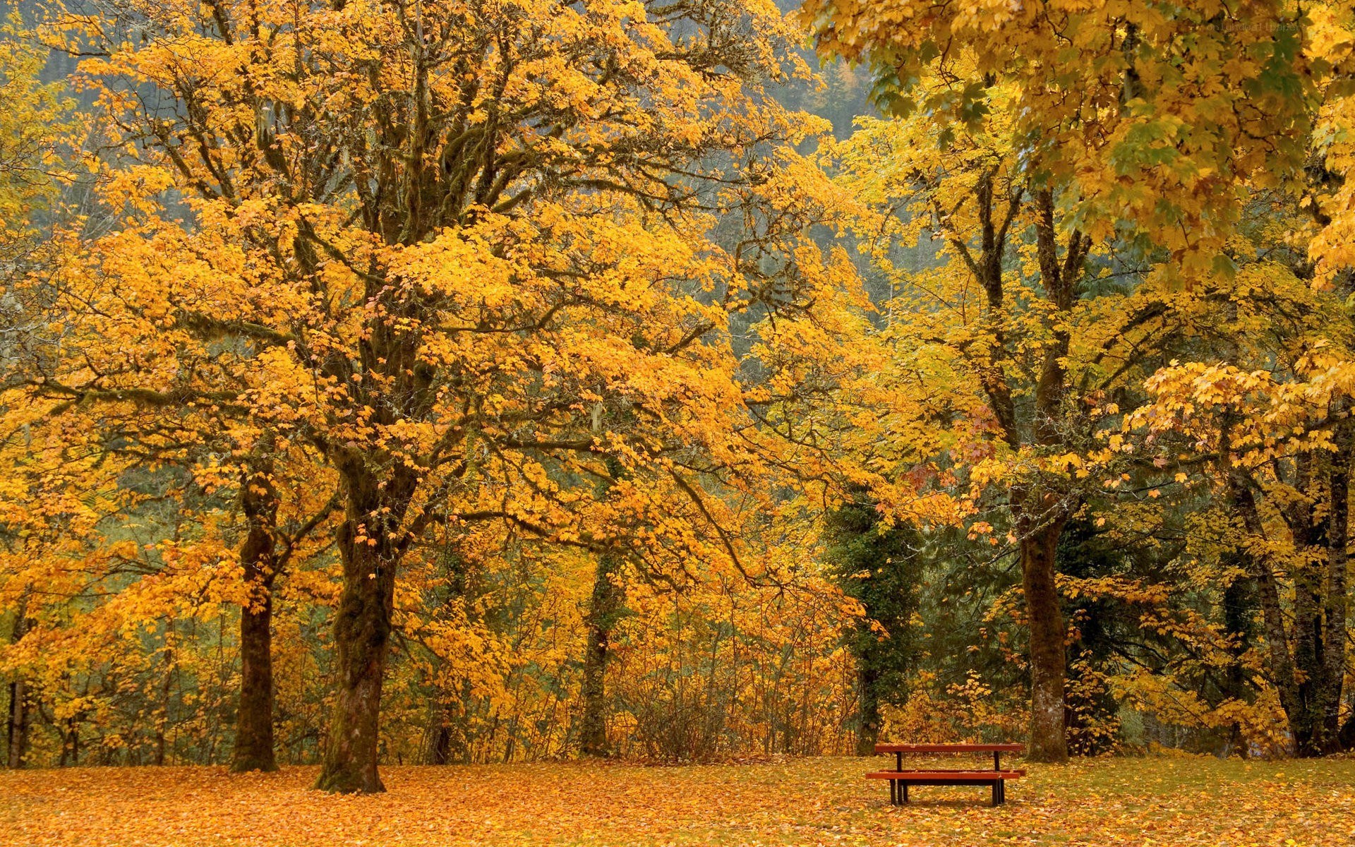 Autumn forest with bench