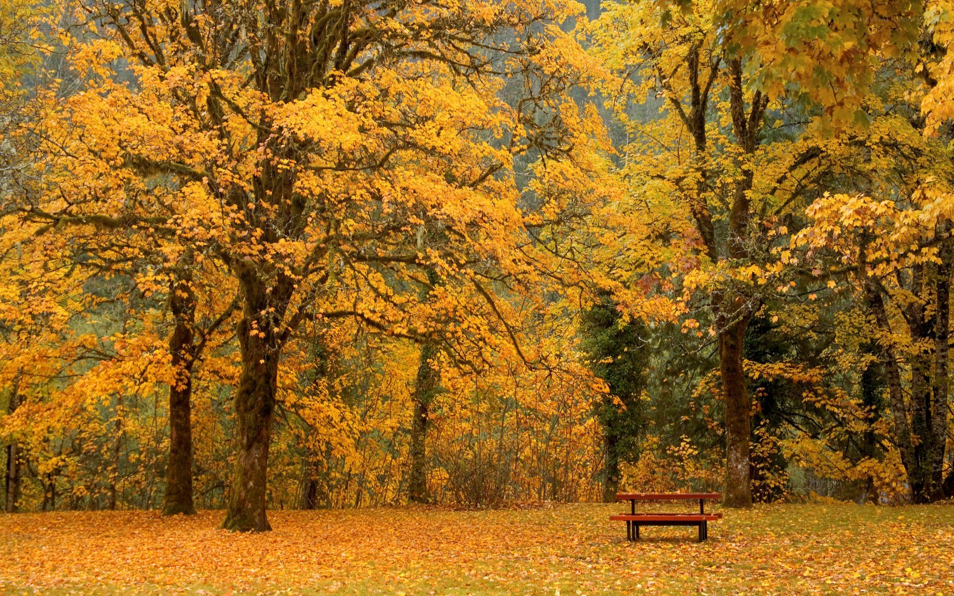 Autumn forest with bench