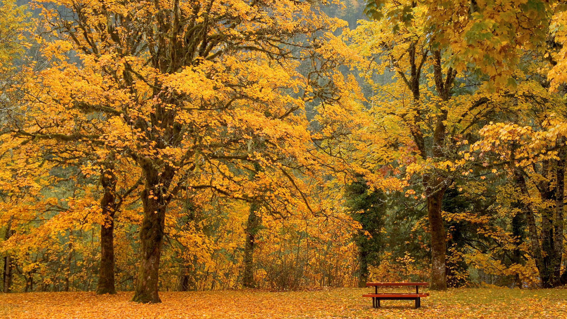 Autumn forest with bench