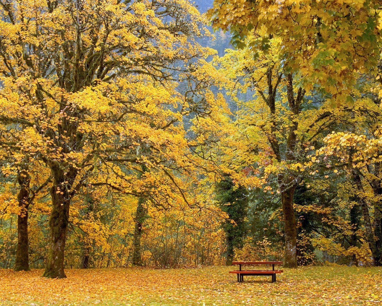 Autumn forest with bench