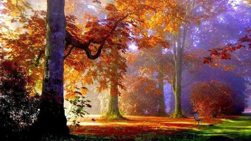 Autumn Forest with Bench — Orange, Serene