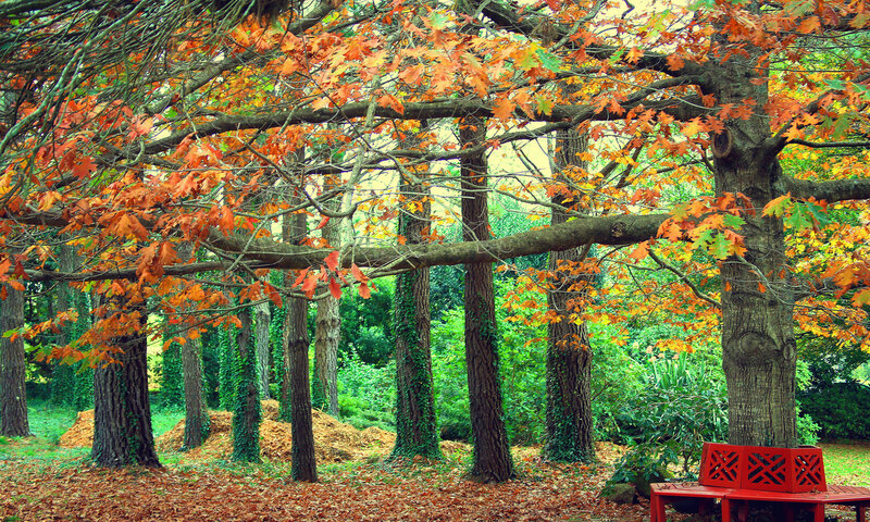 Autumn Forest with Bench — Orange