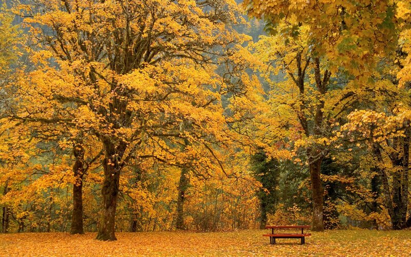 Autumn forest with bench