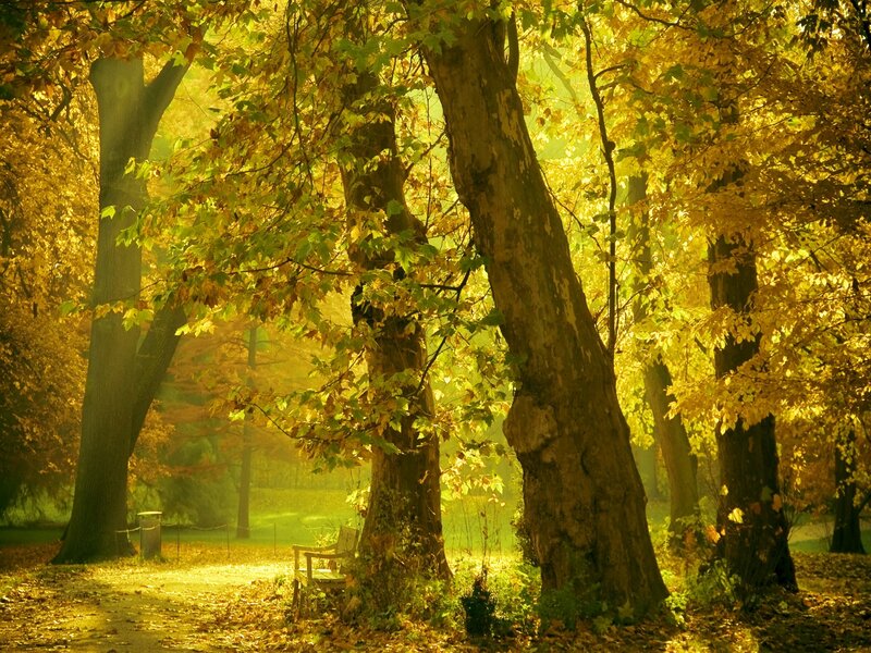 Autumn Forest with Bench — Yellow, Serene, Photograph