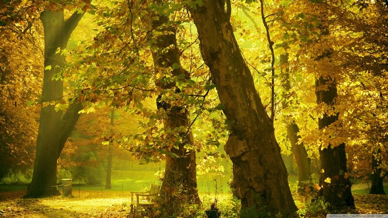 Autumn Forest with Bench — Yellow, Serene, Photograph, Trees