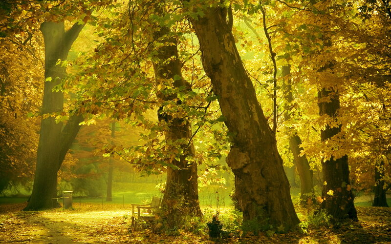 Autumn Forest with Bench — Yellow, Serene