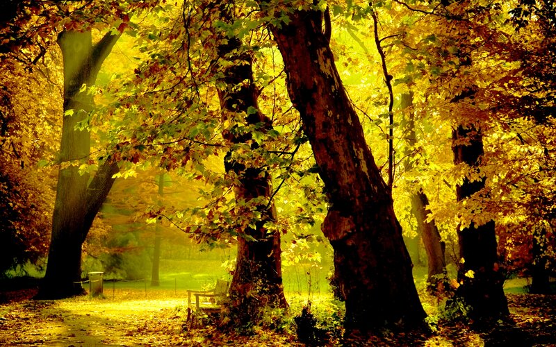 Autumn Forest with Bench — Yellow