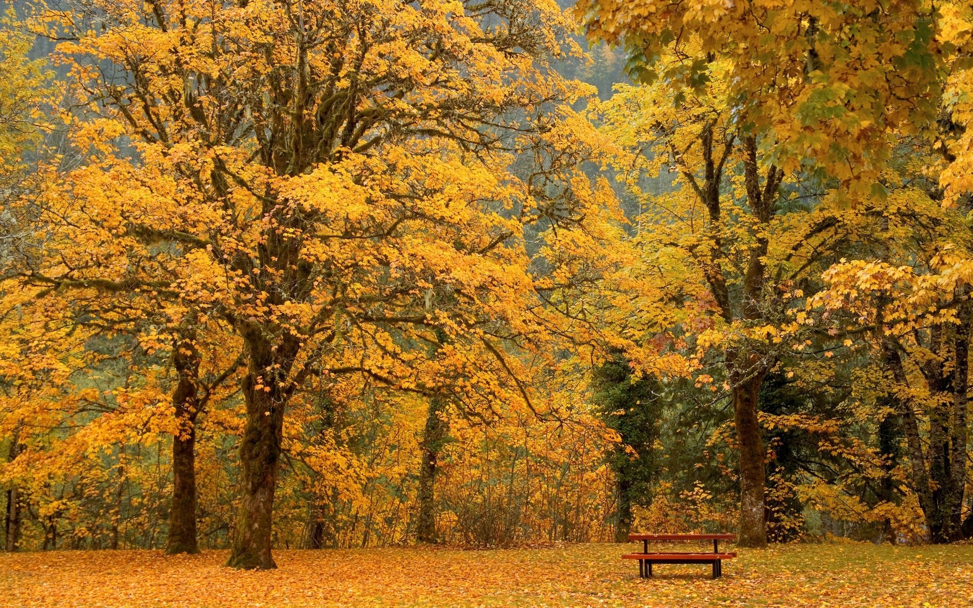 Autumn forest with bench