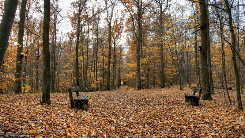 Autumn forest with benches