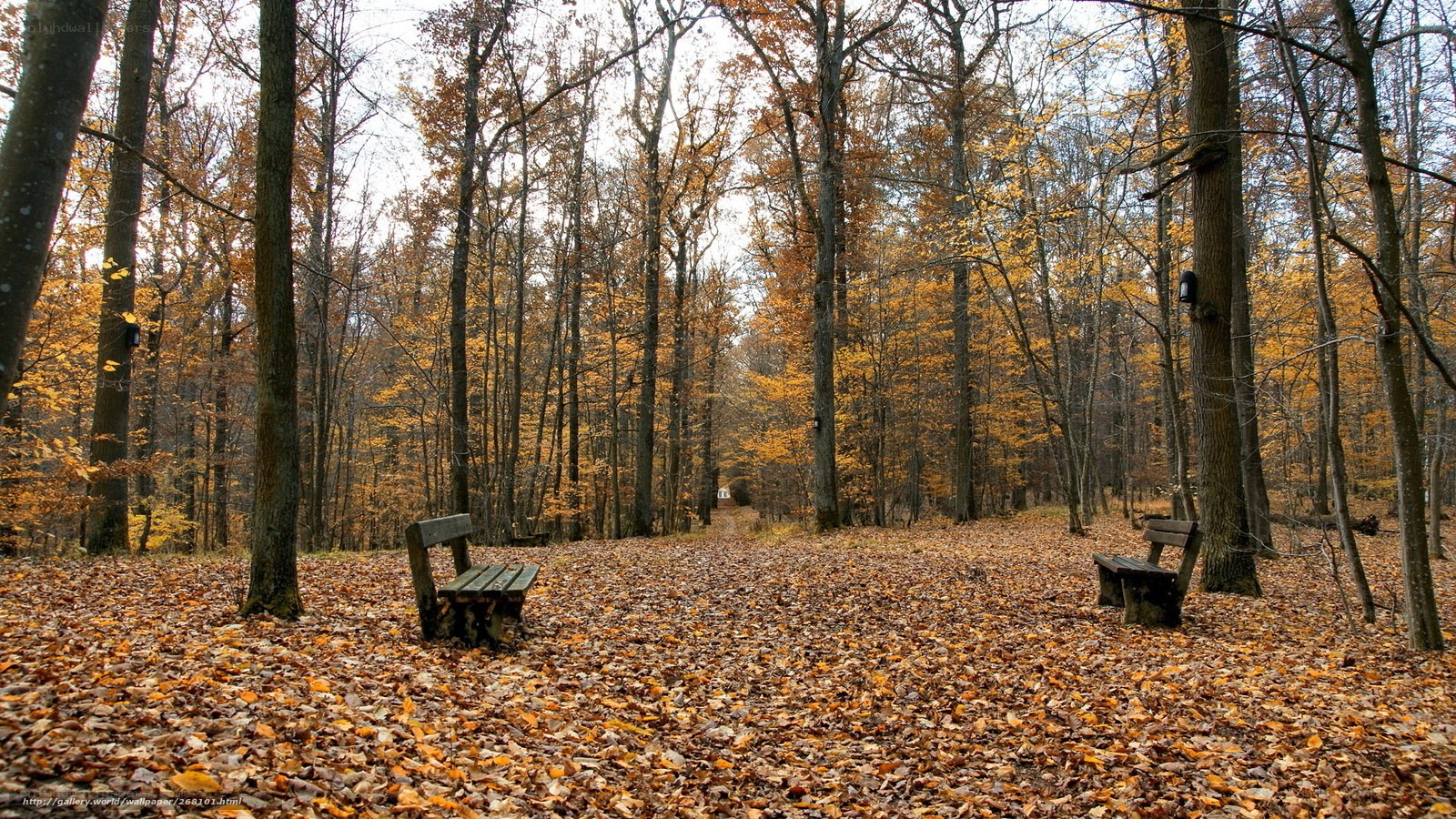 Autumn forest with benches