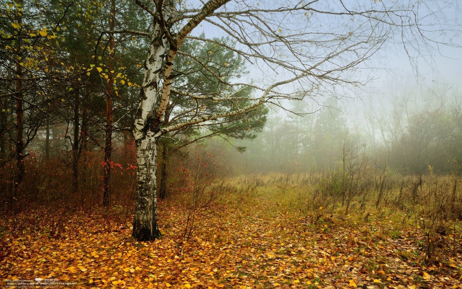 Autumn forest with birch tree