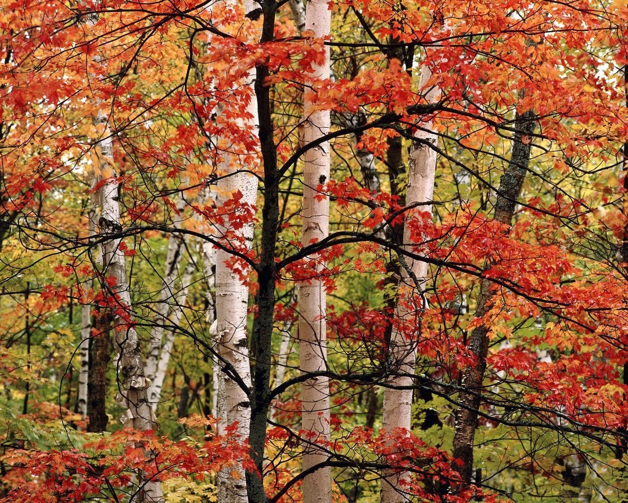 Autumn forest with birch trees