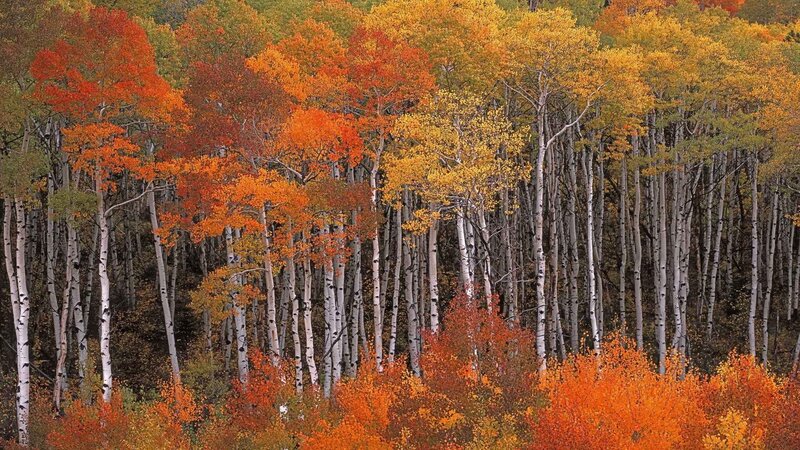 Autumn forest with birch trees