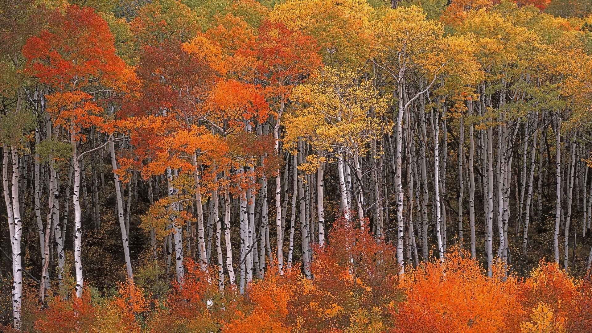 Autumn forest with birch trees