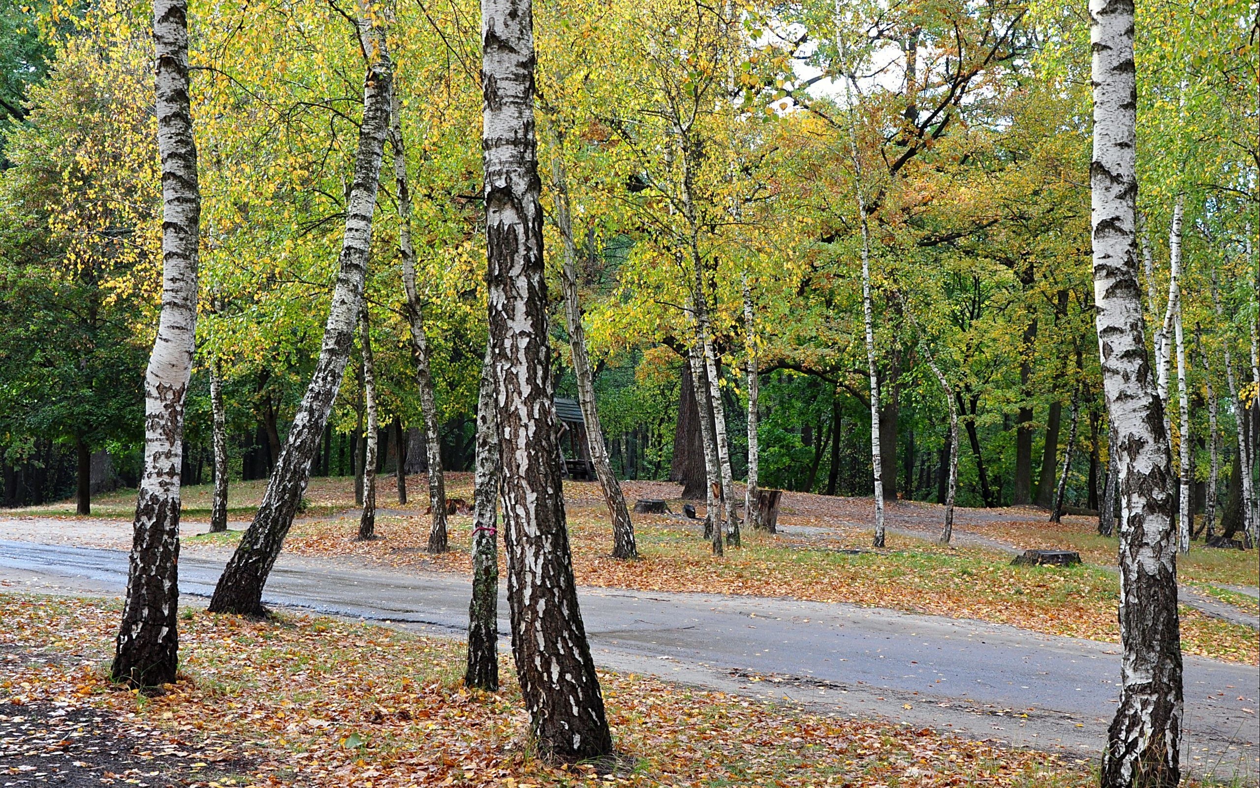 Autumn forest with birch trees