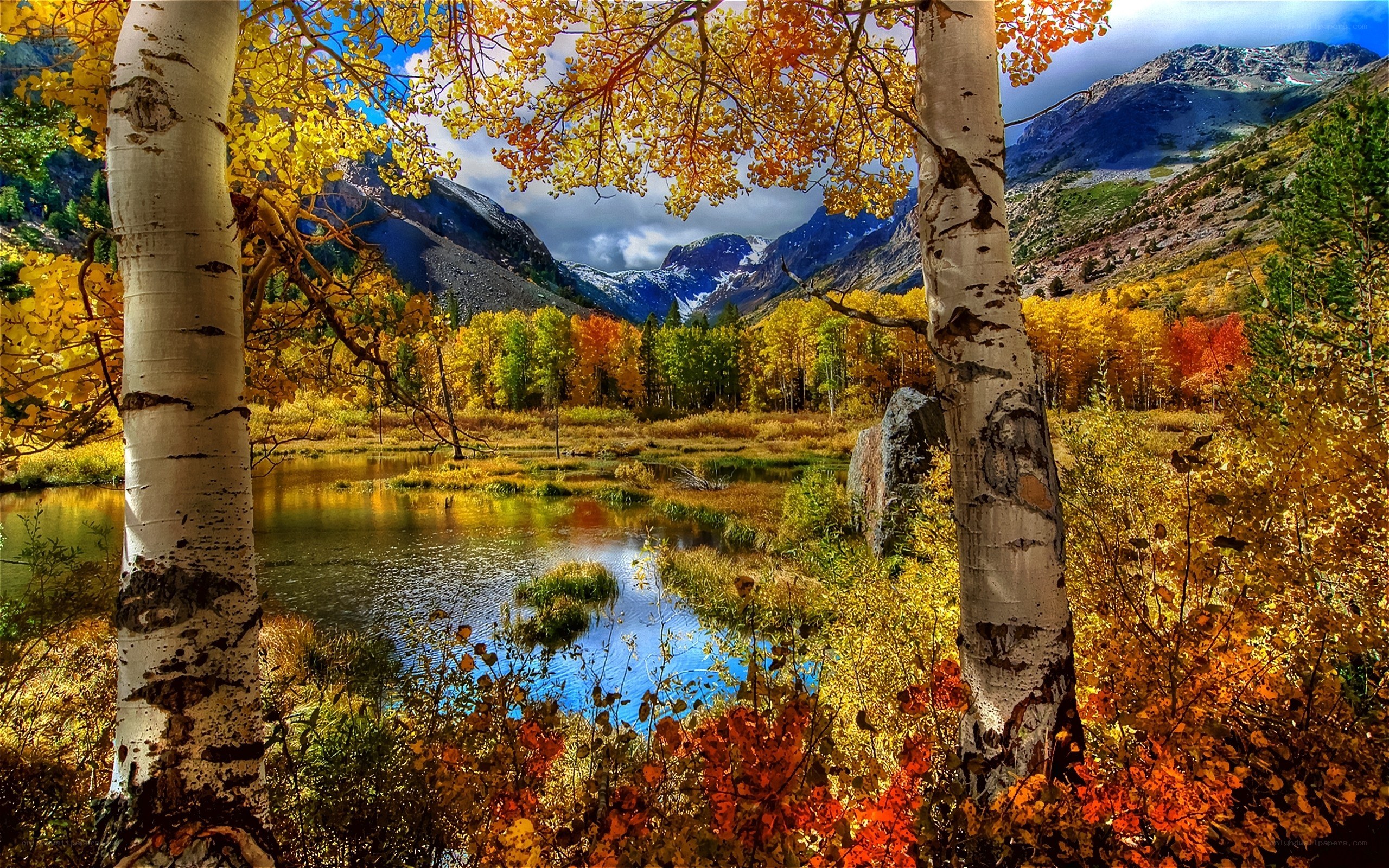 Autumn forest with birch trees