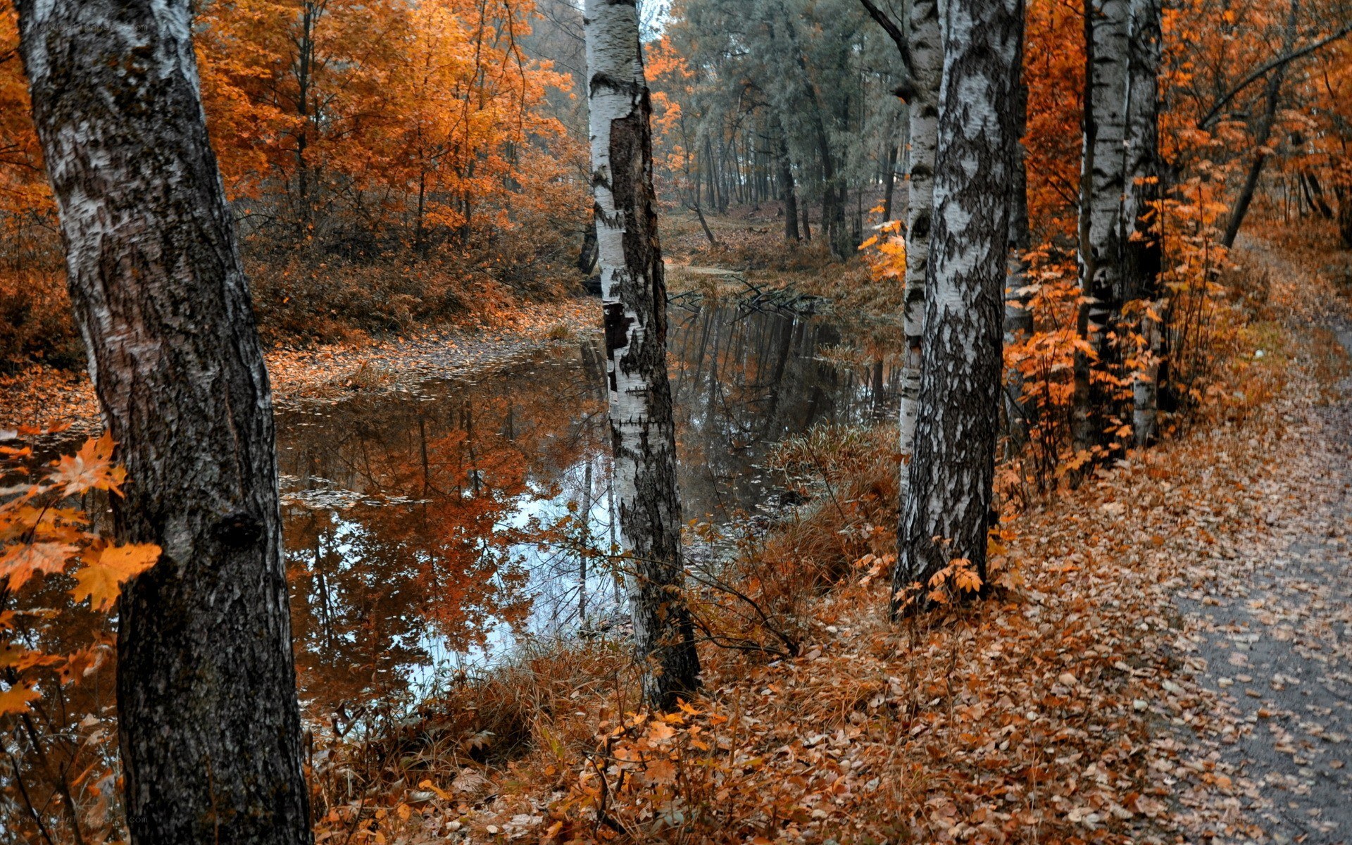 Autumn forest with birch trees
