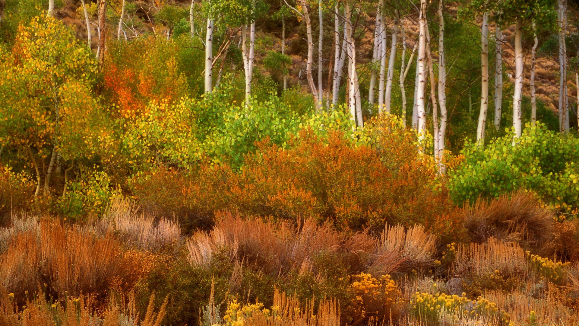 Autumn forest with birch trees