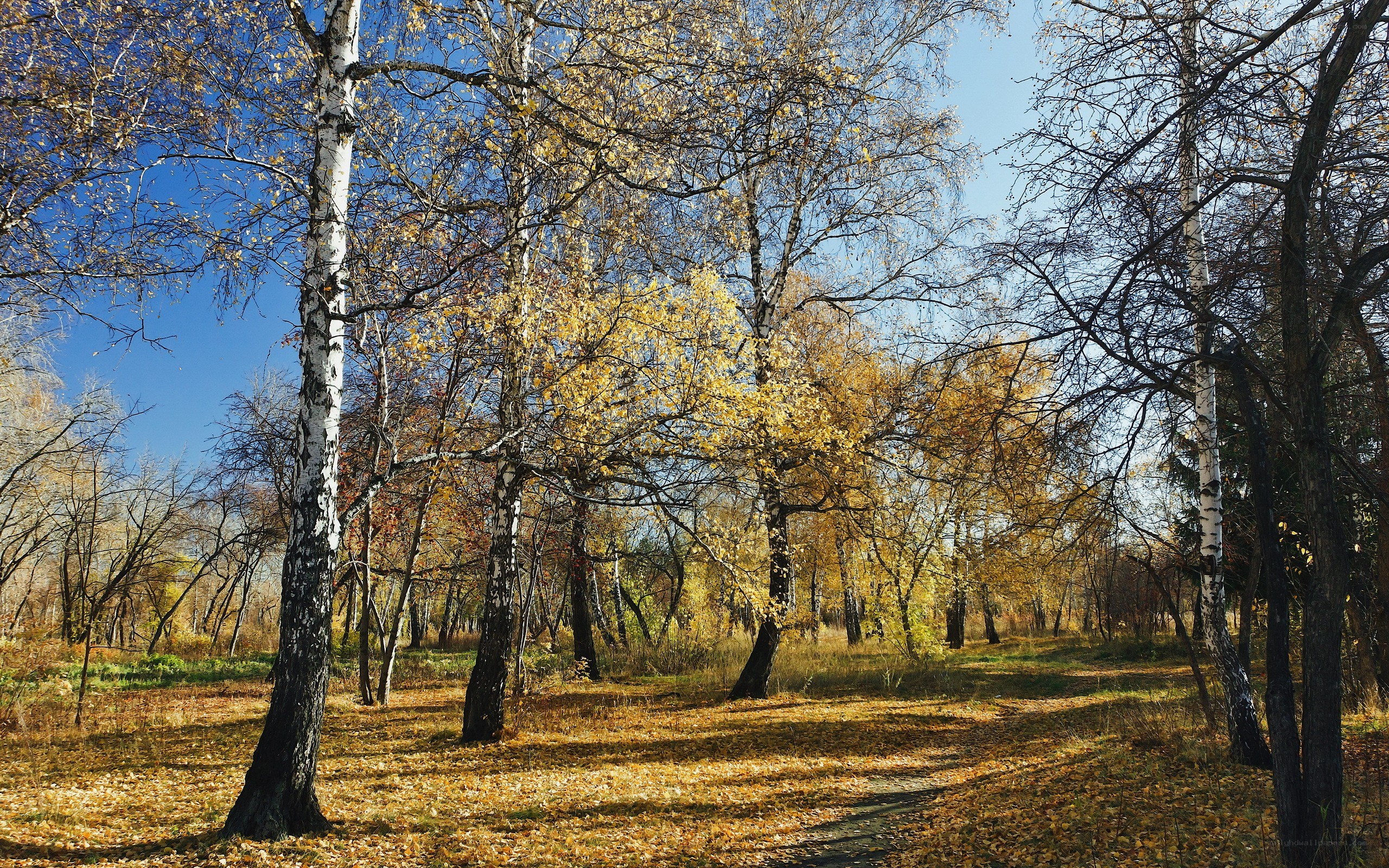 Autumn forest with birch trees