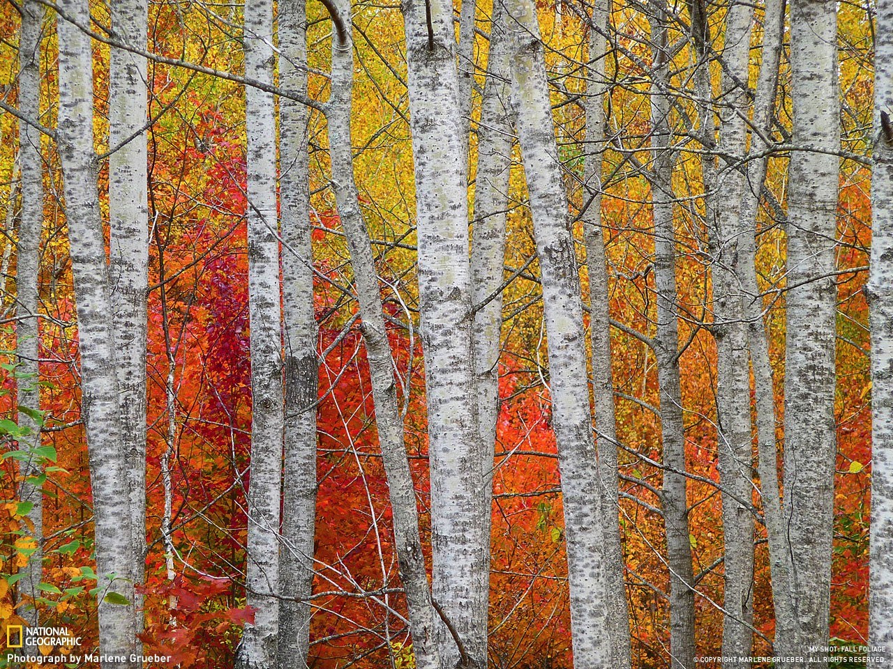 Autumn forest with birch trees