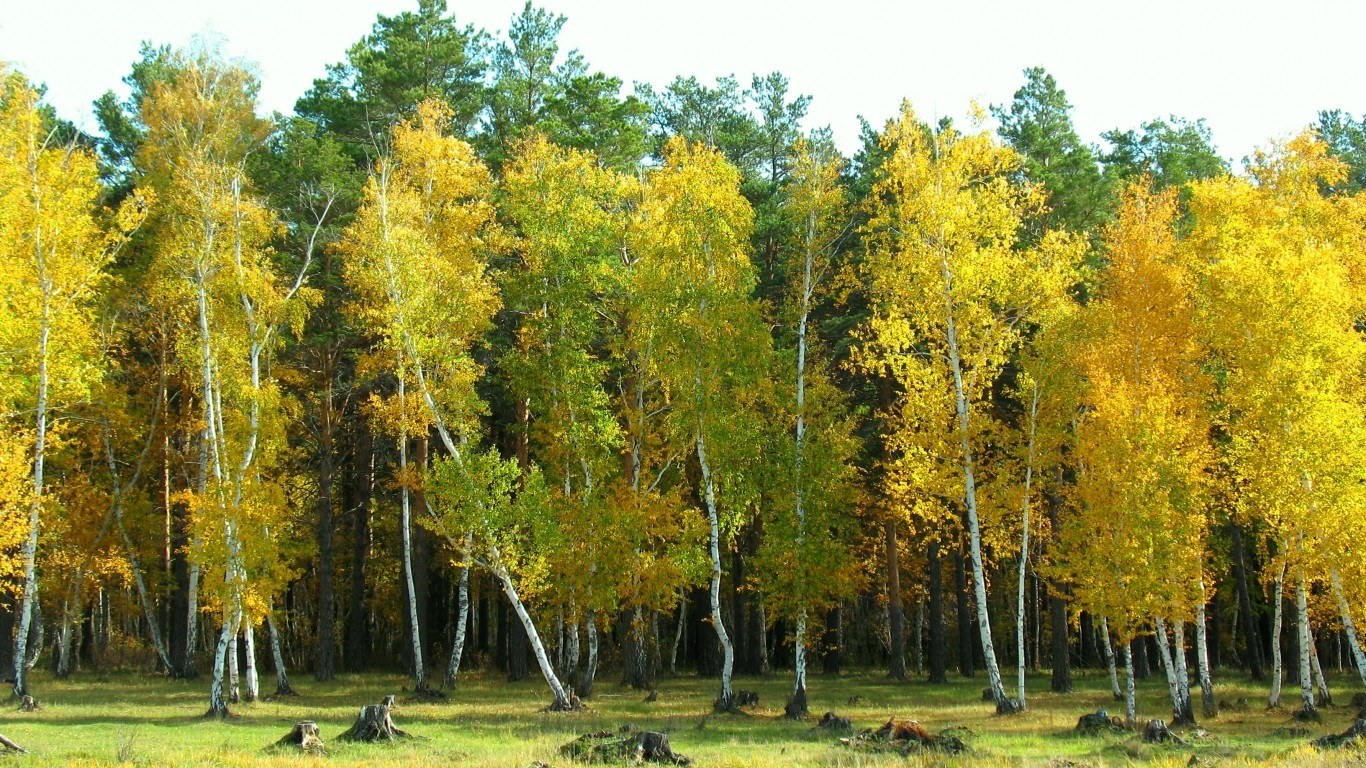 Autumn forest with birch trees