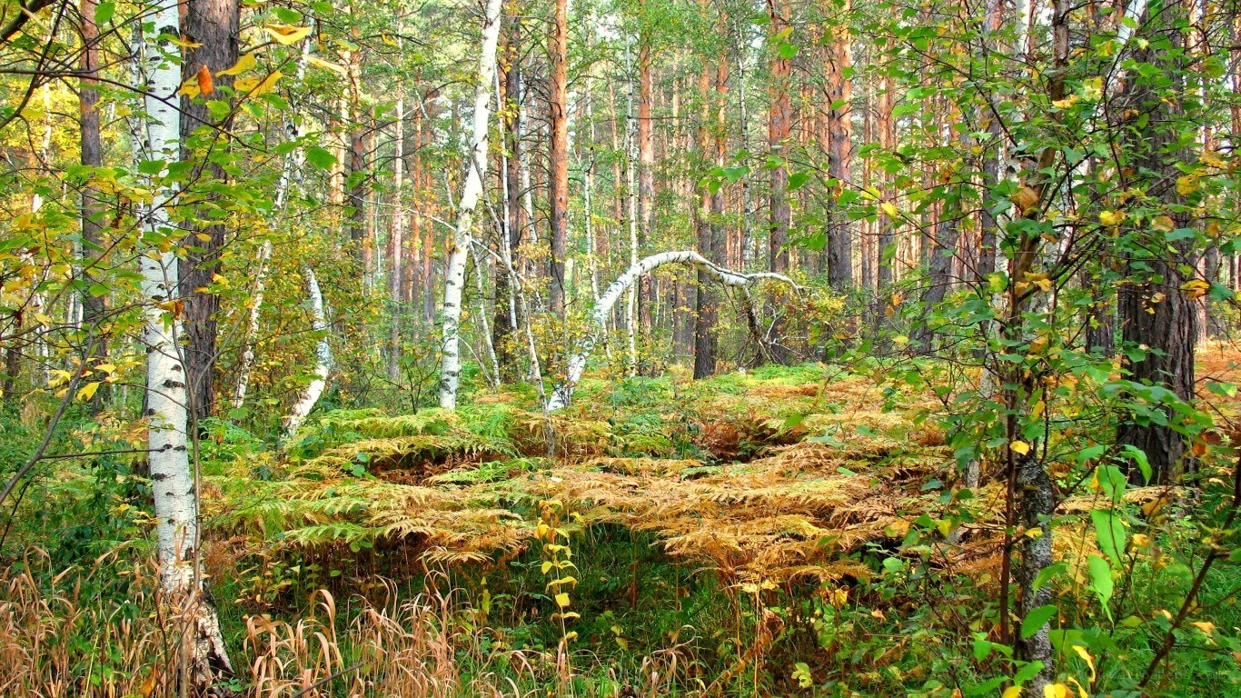 Autumn forest with birch trees