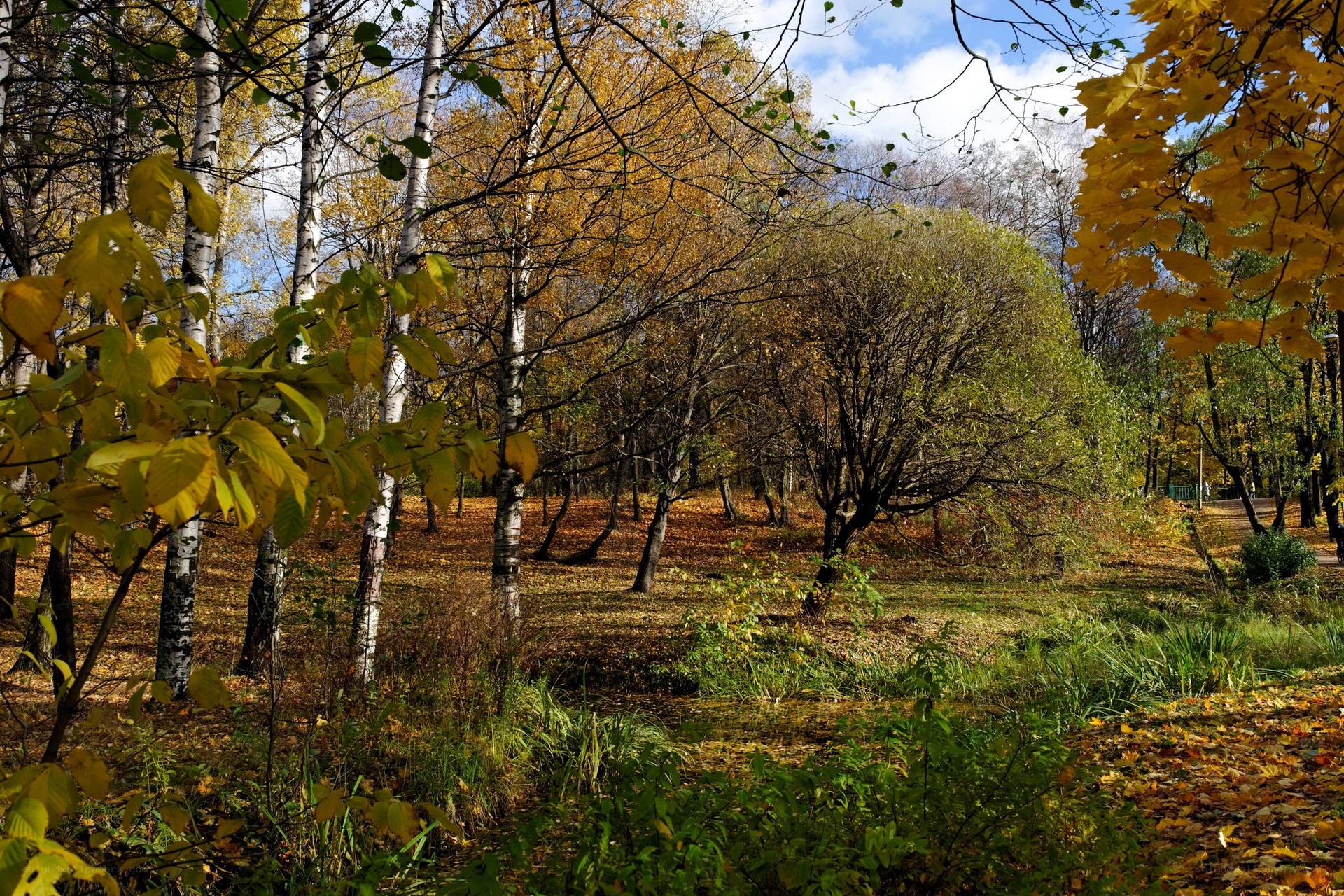 Autumn forest with birch trees