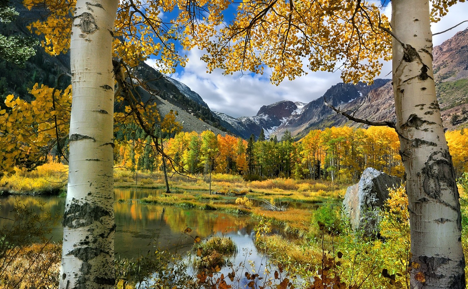 Autumn forest with birch trees