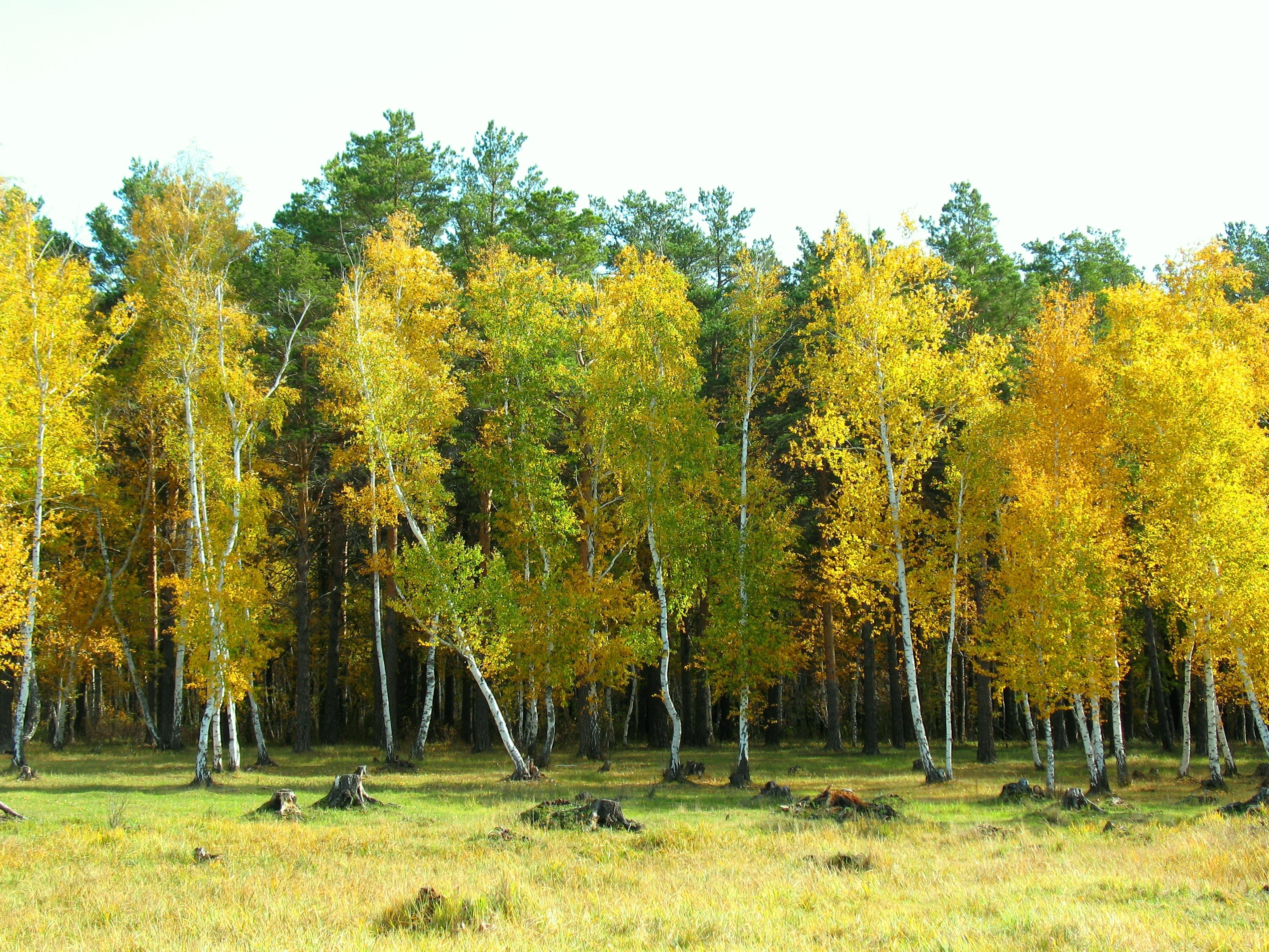 Autumn forest with birch trees