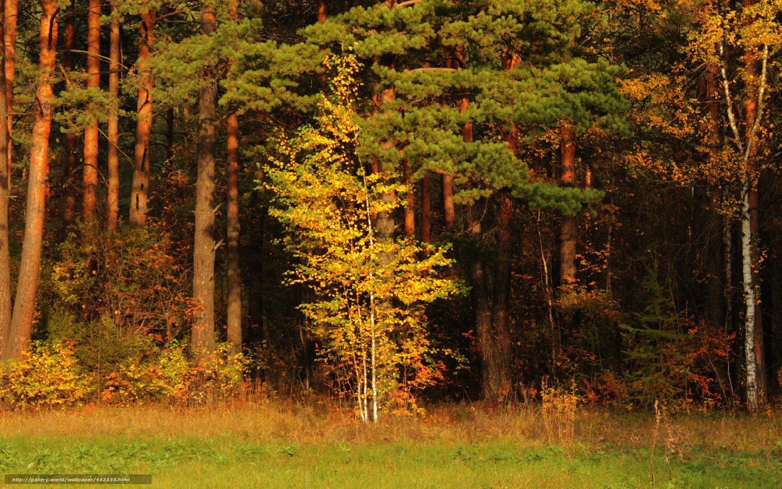 Autumn forest with birch trees