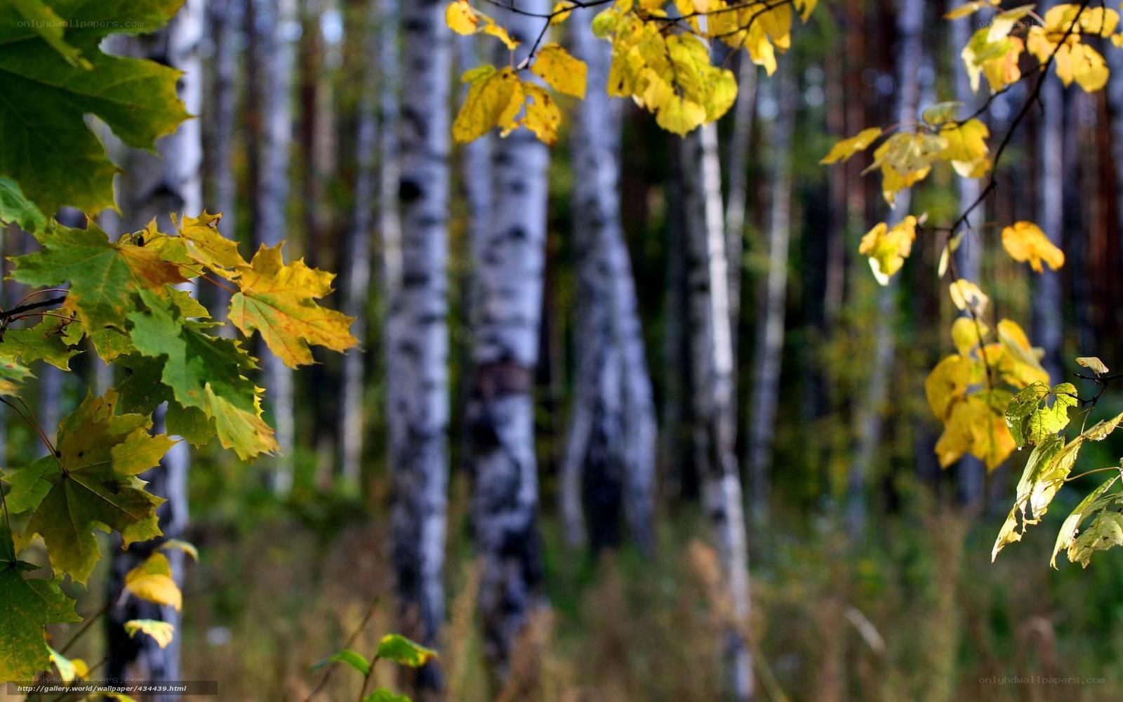 Autumn forest with birch trees
