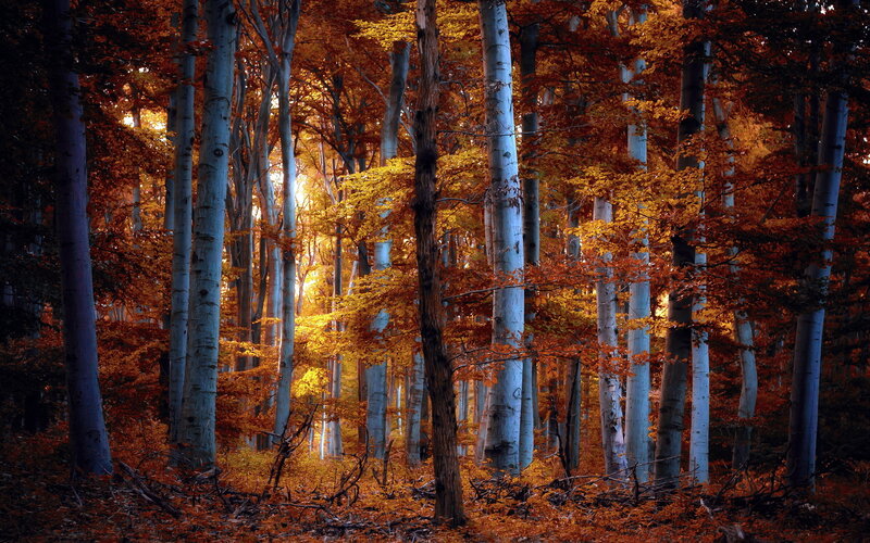 Autumn Forest with Birch Trees — Orange, Serene, Photograph, Leaves, Sunlight