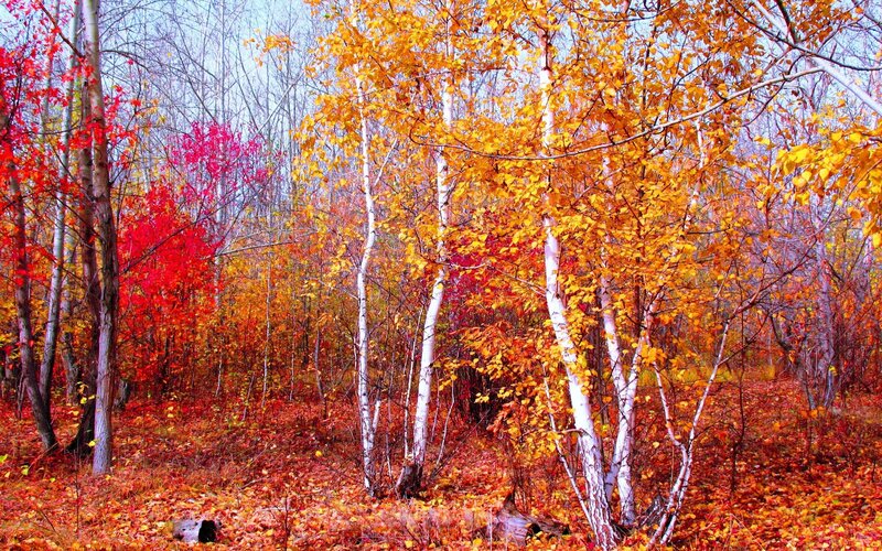 Autumn Forest with Birch Trees — Orange, Serene, Photograph