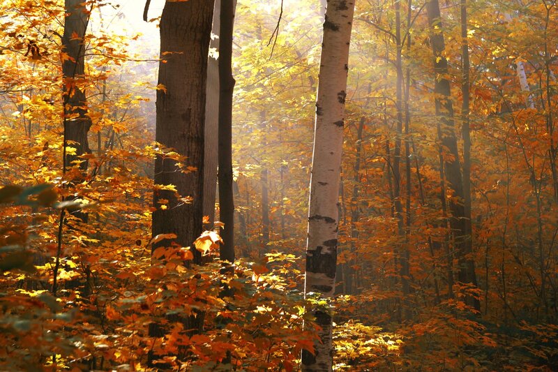 Autumn Forest with Birch Trees — Orange, Serene