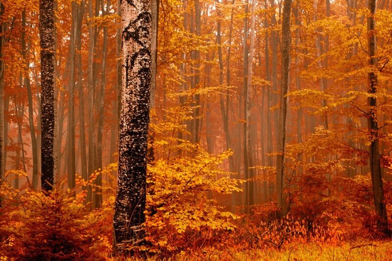 Autumn Forest with Birch Trees — Orange