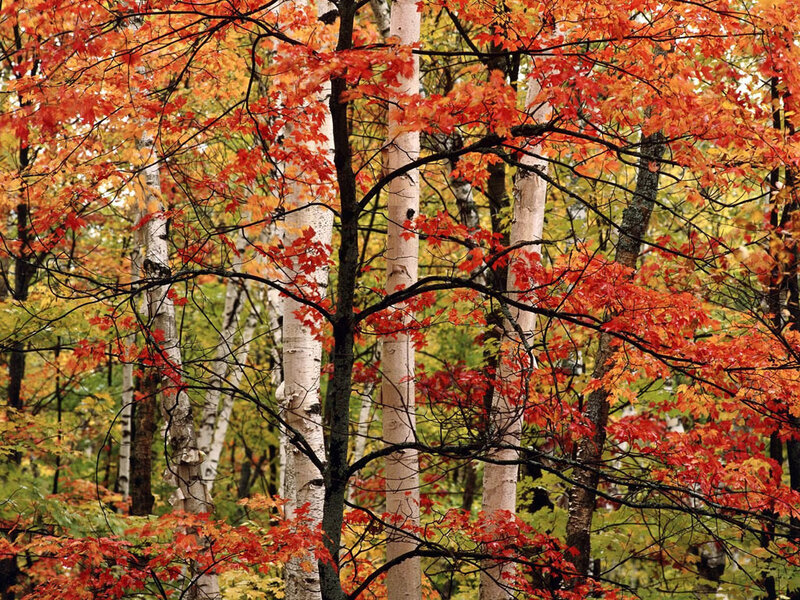 Autumn Forest with Birch Trees — Red, Serene, Photograph, Leaves, Branches, Orange