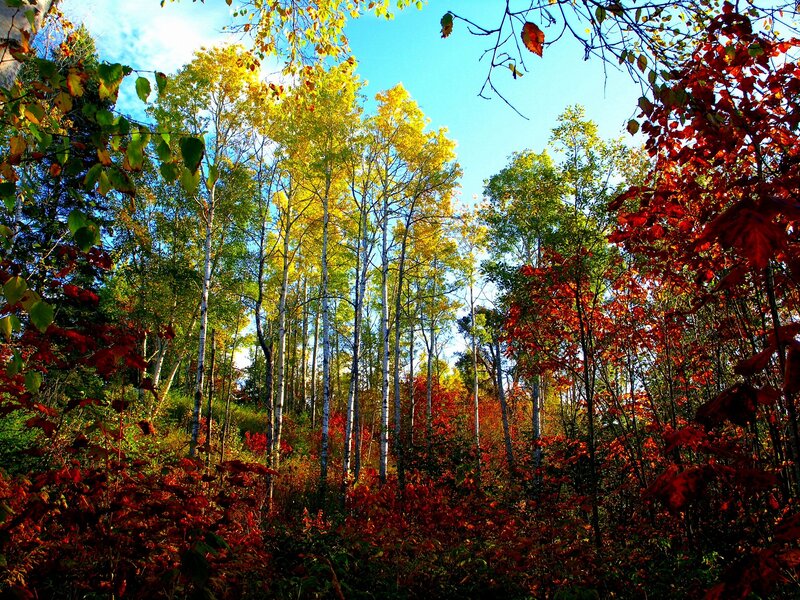 Autumn Forest with Birch Trees — Red, Serene, Photograph