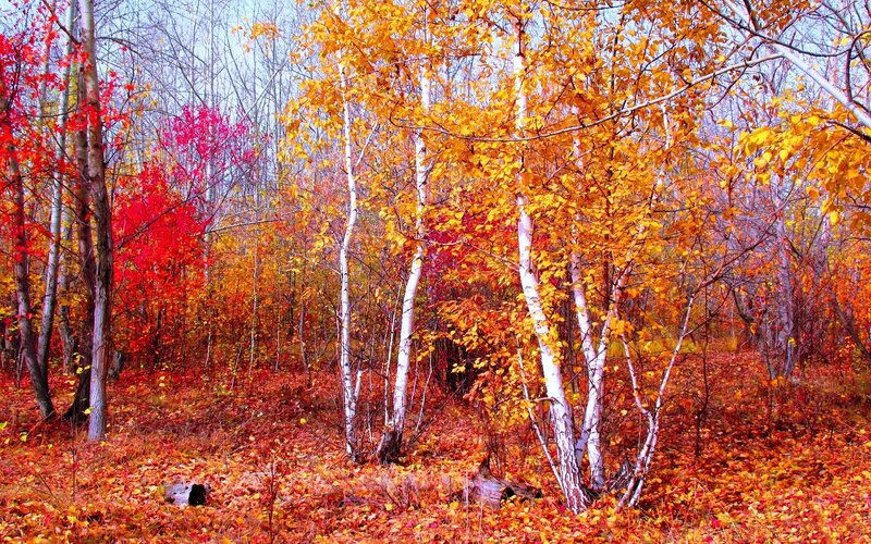 Autumn Forest with Birch Trees — Red, Serene