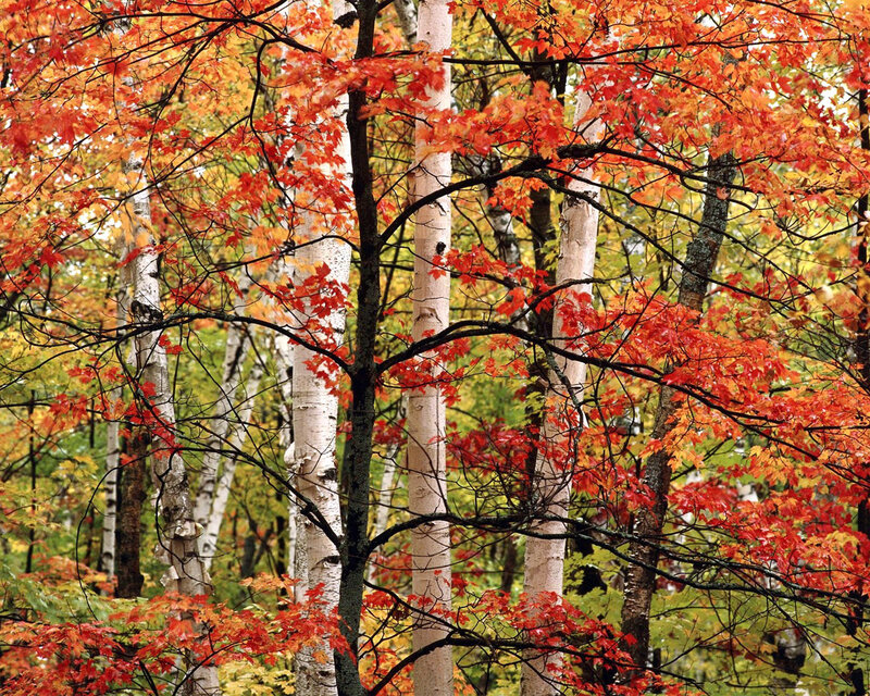 Autumn Forest with Birch Trees — Red