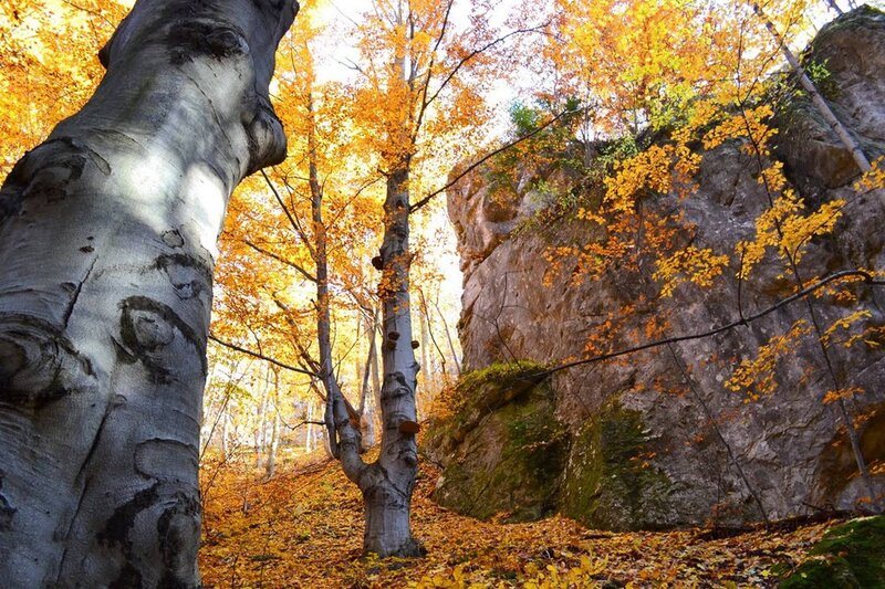 Autumn Forest with Birch Trees — Yellow, Serene, Photograph