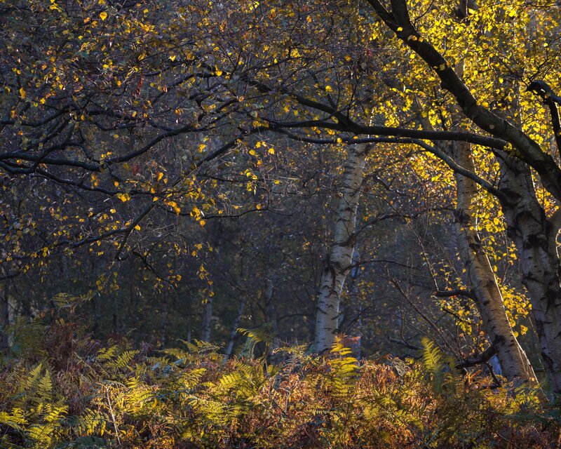 Autumn Forest with Birch Trees — Yellow, Serene