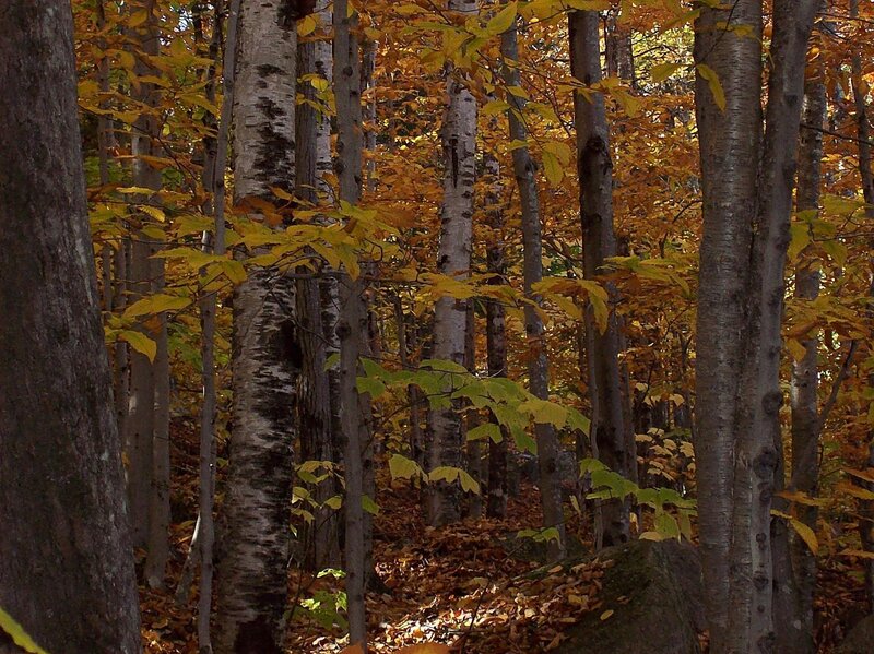 Autumn Forest with Birch Trees — Yellow