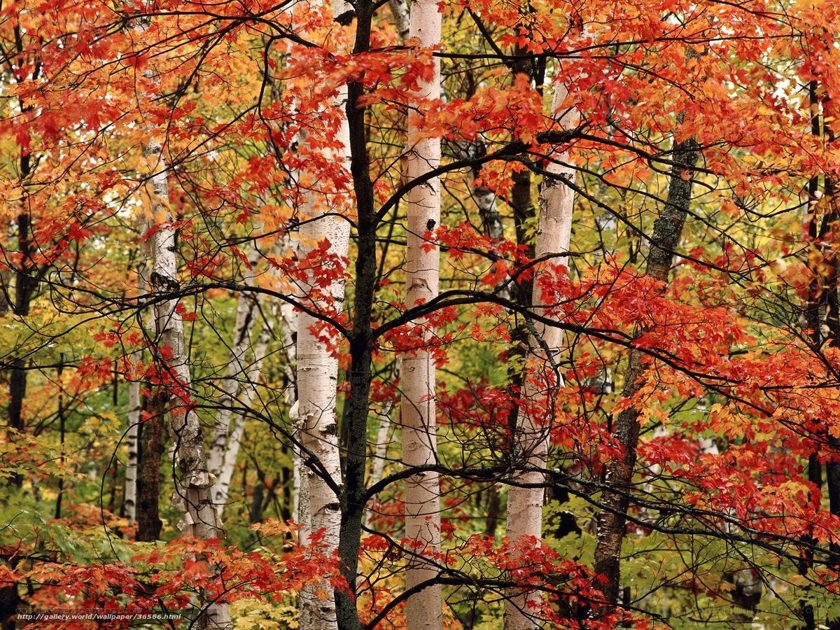 Autumn forest with birch trees